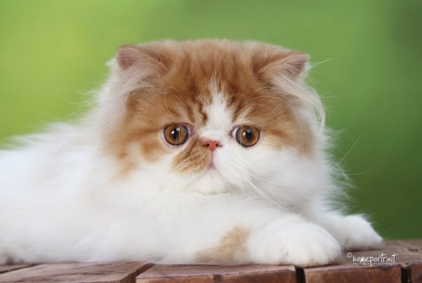 Sixtyonecat