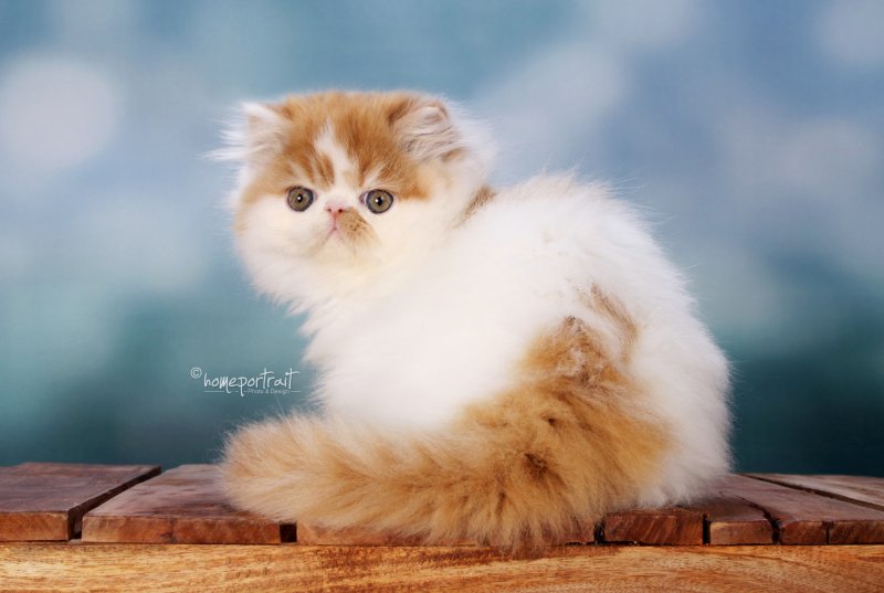 Sixtyonecat