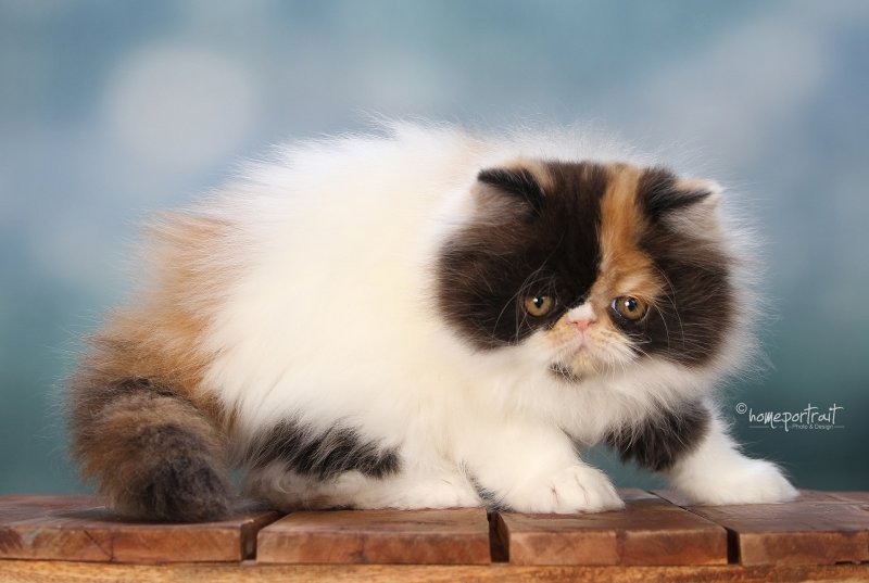 Sixtyonecat
