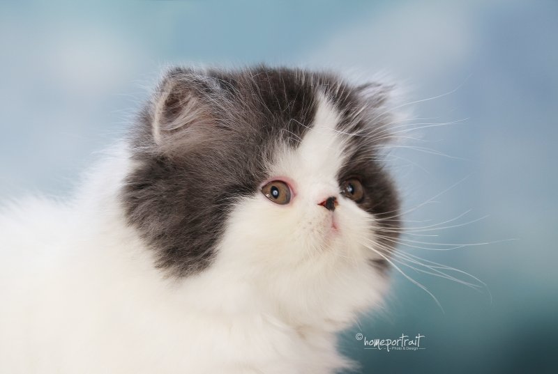Sixtyonecat