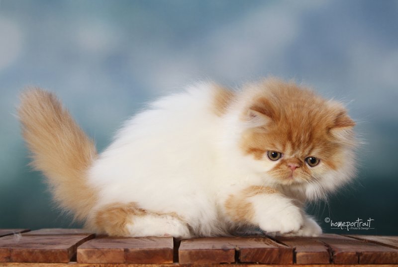 Sixtyonecat
